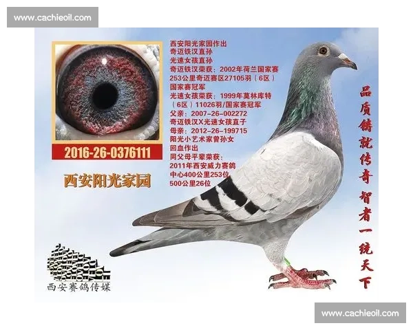 围绕鸽子比赛奖金制度解析竞技收益与行业发展新趋势深度观察前景 围绕鸽子比赛奖金制度解析竞技收益与行业发展新趋势深度观察前景