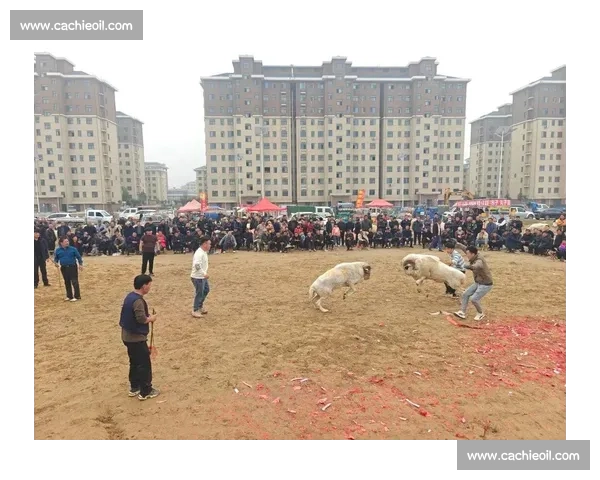 传统民俗里的欢乐对决一场充满智慧与运气的撞蛋比赛盛会精彩纷呈 传统民俗里的欢乐对决一场充满智慧与运气的撞蛋比赛盛会精彩纷呈