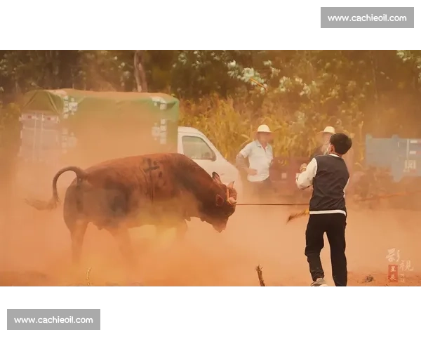 角力高原激情沸腾云南斗牛比赛展现民族力量与乡土精神文化魅力风采