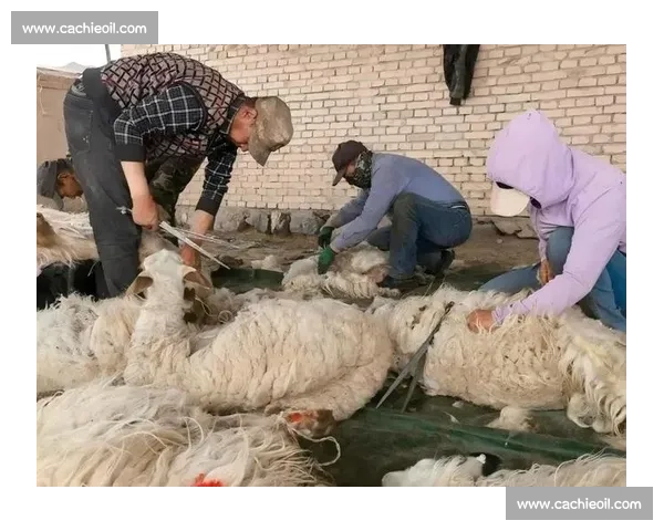 速度与技艺的较量全国剪羊毛竞技赛事精彩纪实文化传承与乡村活力展现